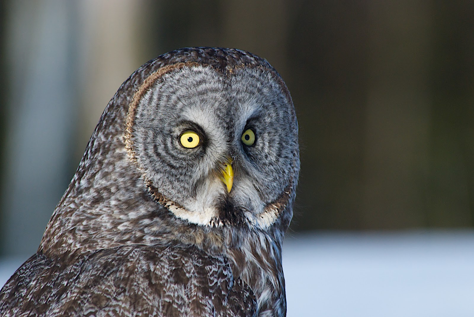 Second Rate Photography Winter Owls!