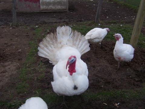 large white breed to turkey breed savers white turkeys large white breed to turkey breed savers white turkeys