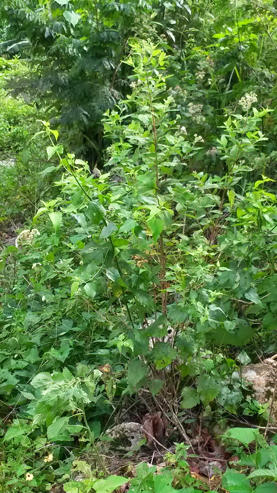 Jamaican Natural Goodies