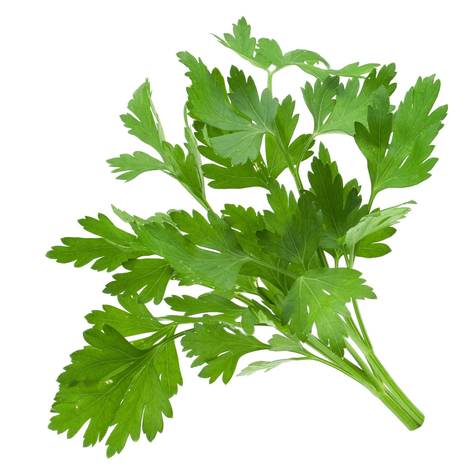 8 Benefits Of Coriander Leaves For Body Health Learning Biology