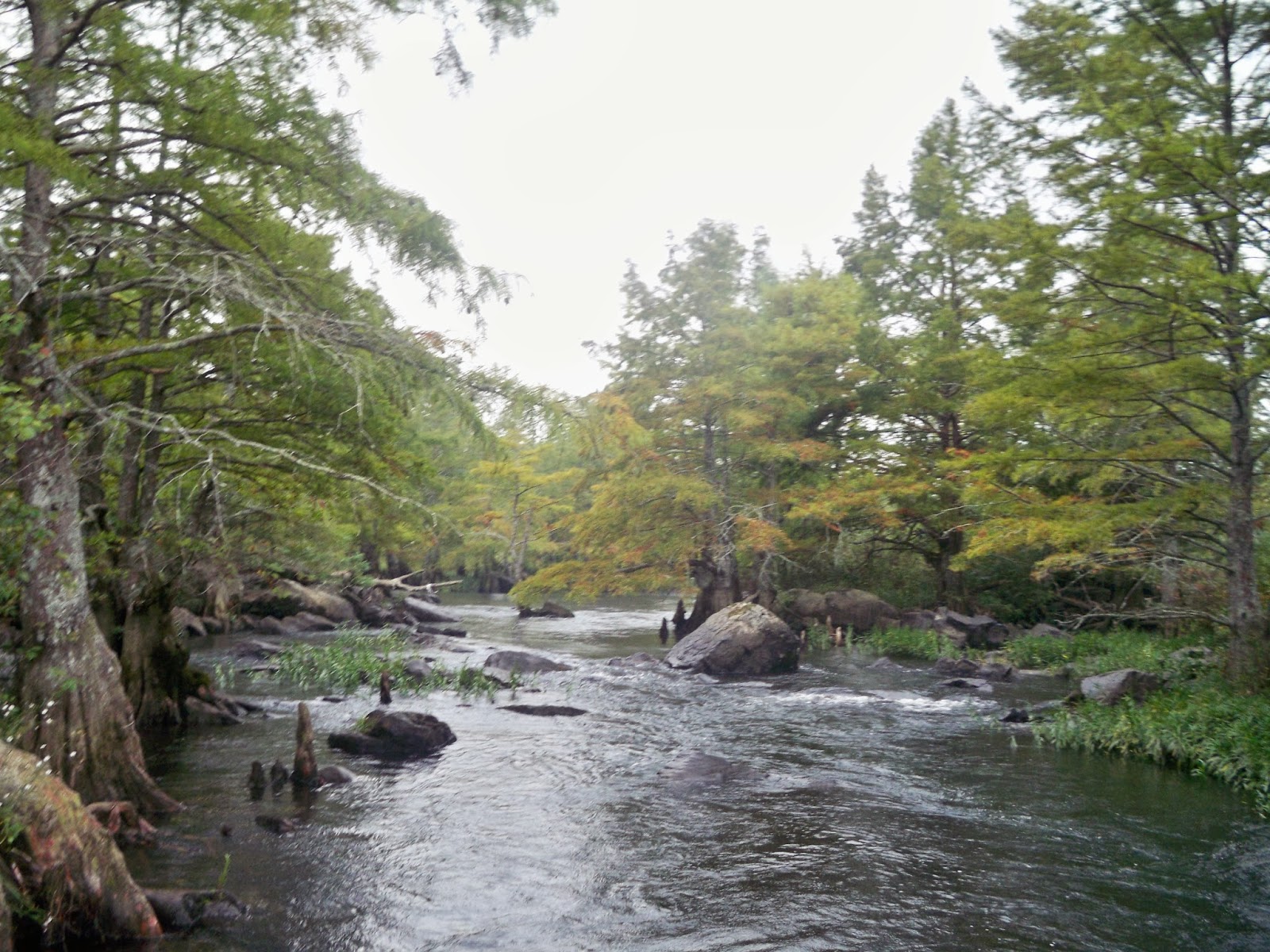 Let's Drink Coffee, Darling Beaver's Bend Camping & Kayaking