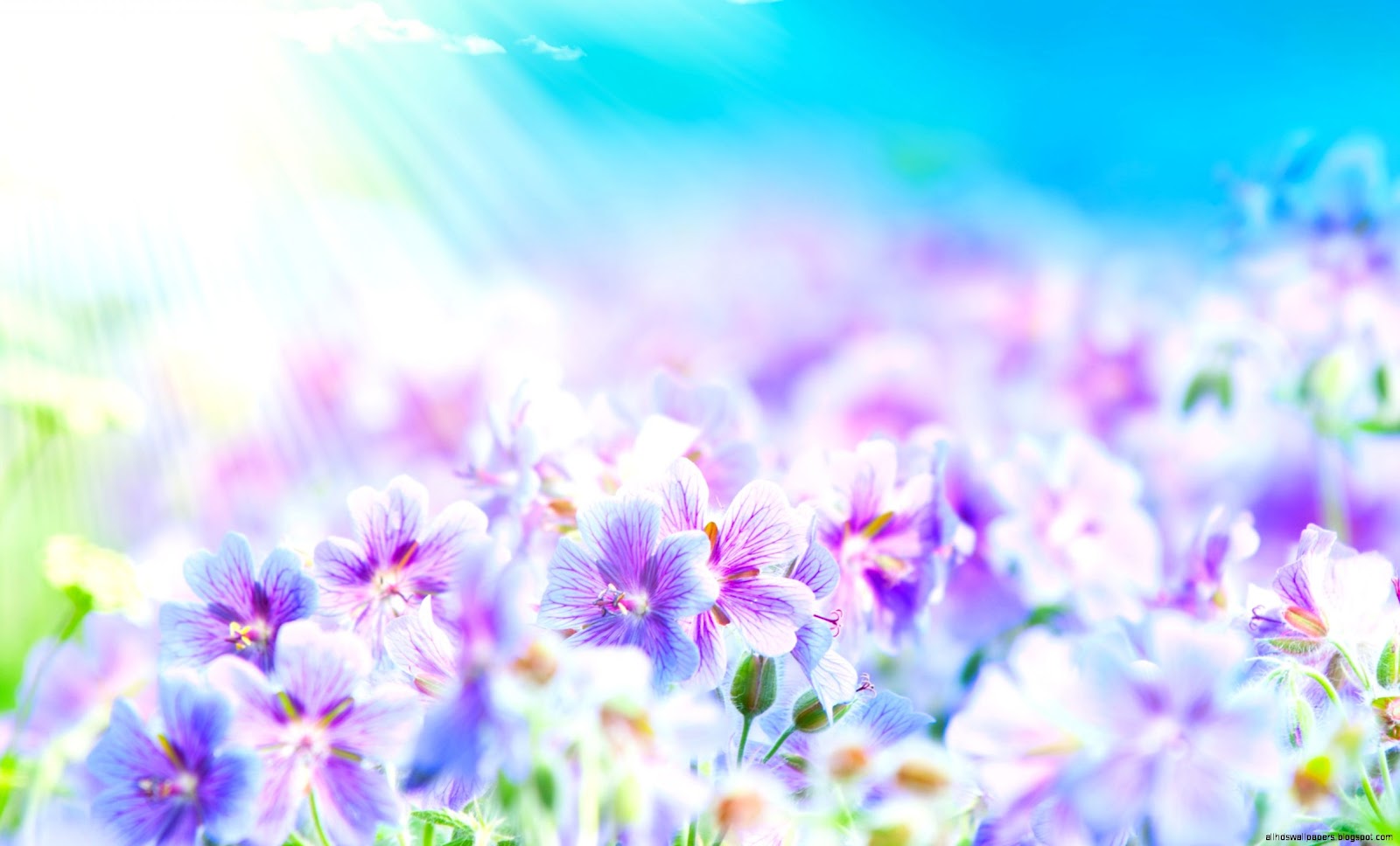 Beautiful Summer Flowers Beautiful Summer Flowers