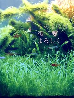 Sonotoki Sonotoki