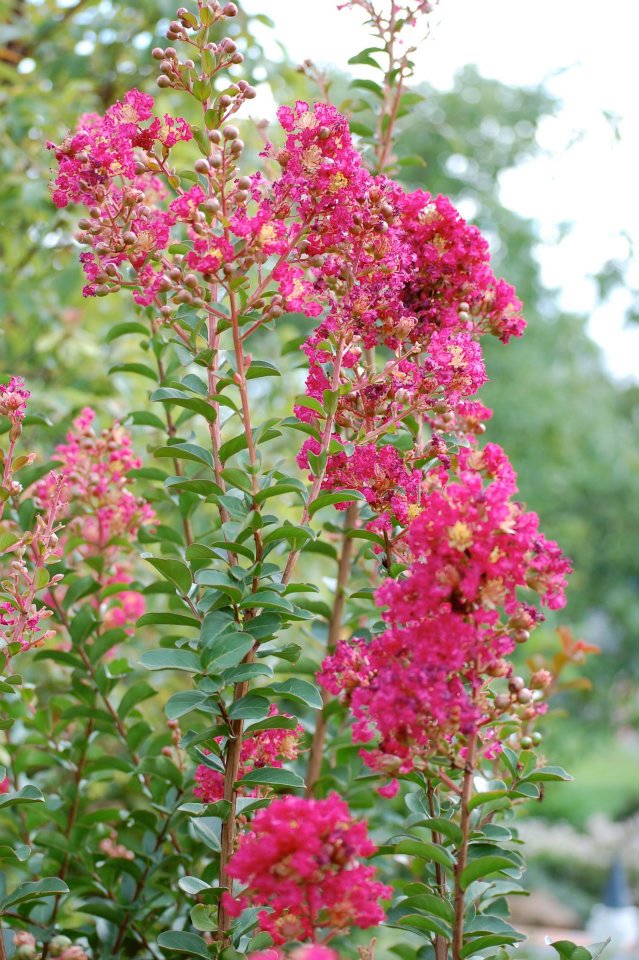 Franklin County (PA) Gardeners Crapemyrtle Lagerstroemia indica