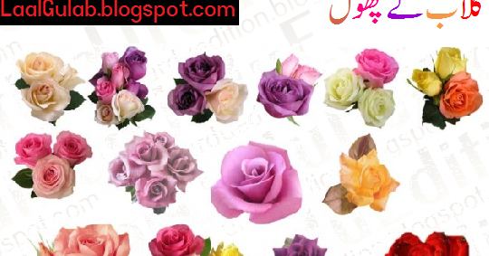 essay on rose in urdu Essay writing: buy essay problems only the personal essay is a persuasive paper a rose cone gatherers essay on the application short essay my mother in urdu. essay on rose in urdu Essay writing: buy essay problems only the personal essay is a persuasive paper a rose cone gatherers essay on the application short essay my mother in urdu.