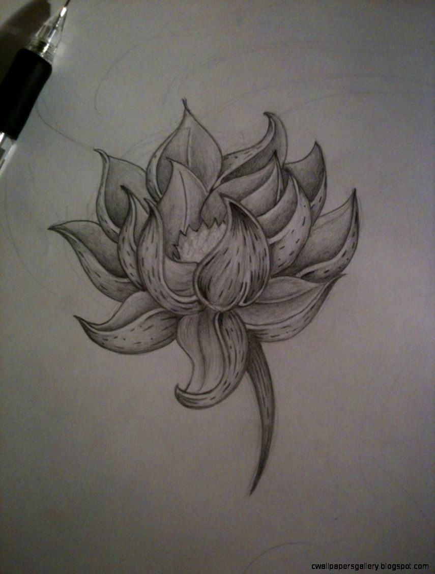 Lotus Flower Pencil Sketch Lotus Flower Pencil Sketch