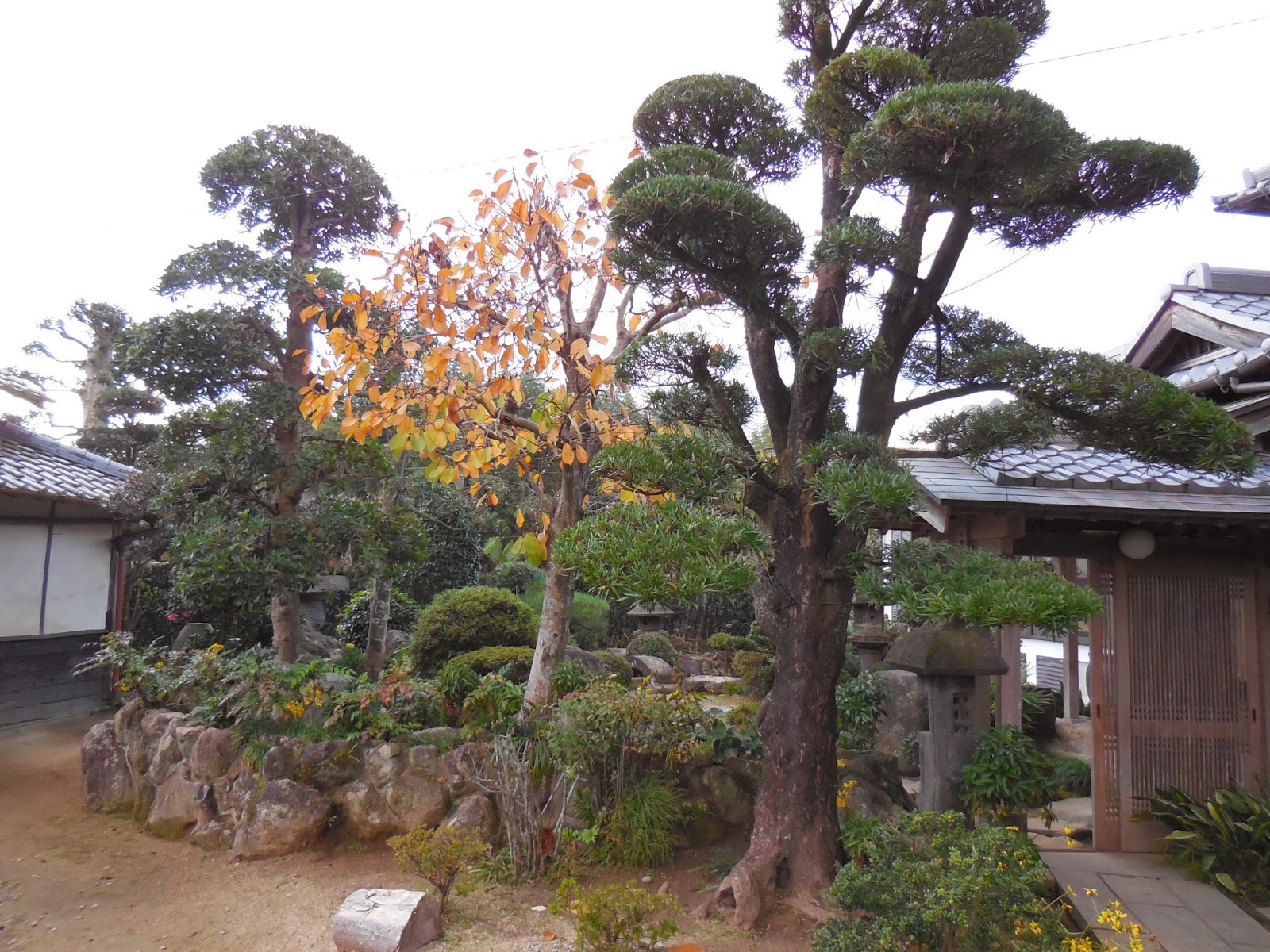 白柴太郎くんの保育日記 師走の剪定で タヌキの周りもスッキリ