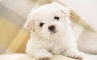Anjing Maltese Cute