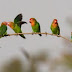 Jika Lovebird Akan Kawin
