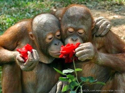 Gambar monyet dating