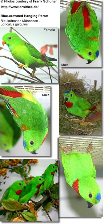 Kembara Jalanan Burung Serindit