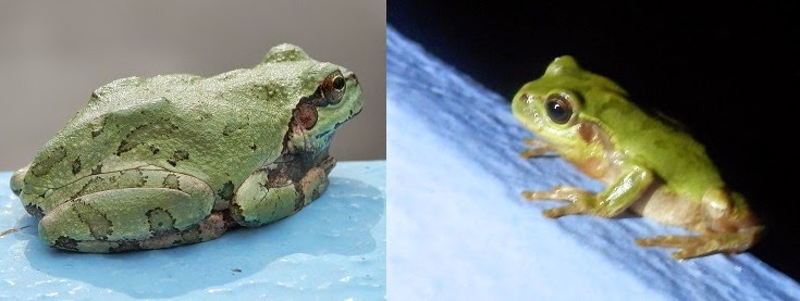 アマガエルのお話 若いカエルも田んぼへ