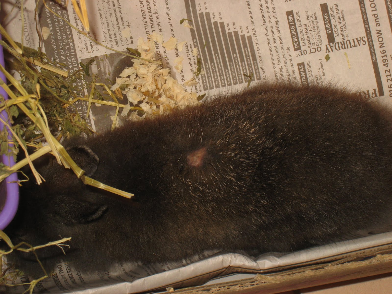 Mites and Rabbits Does my rabbit have mites?