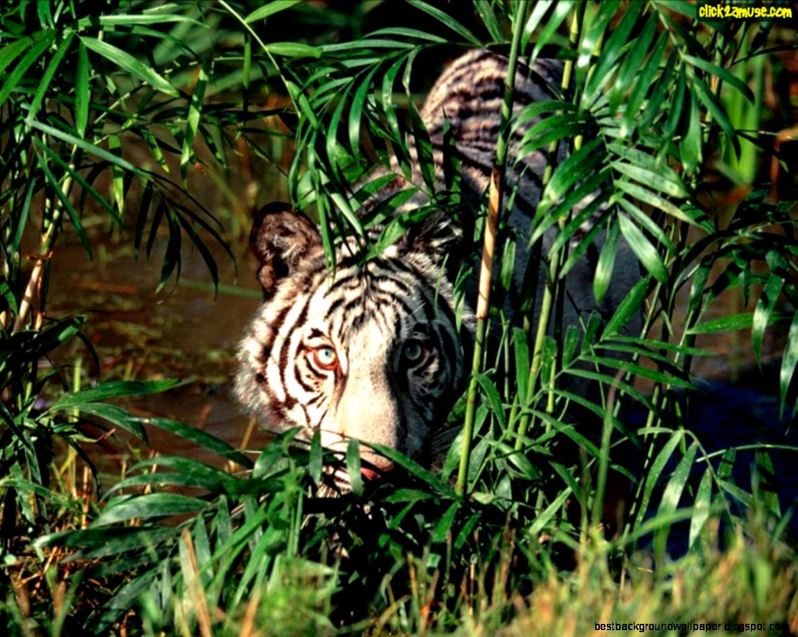 White Tiger About to Attack White Tiger About to Attack