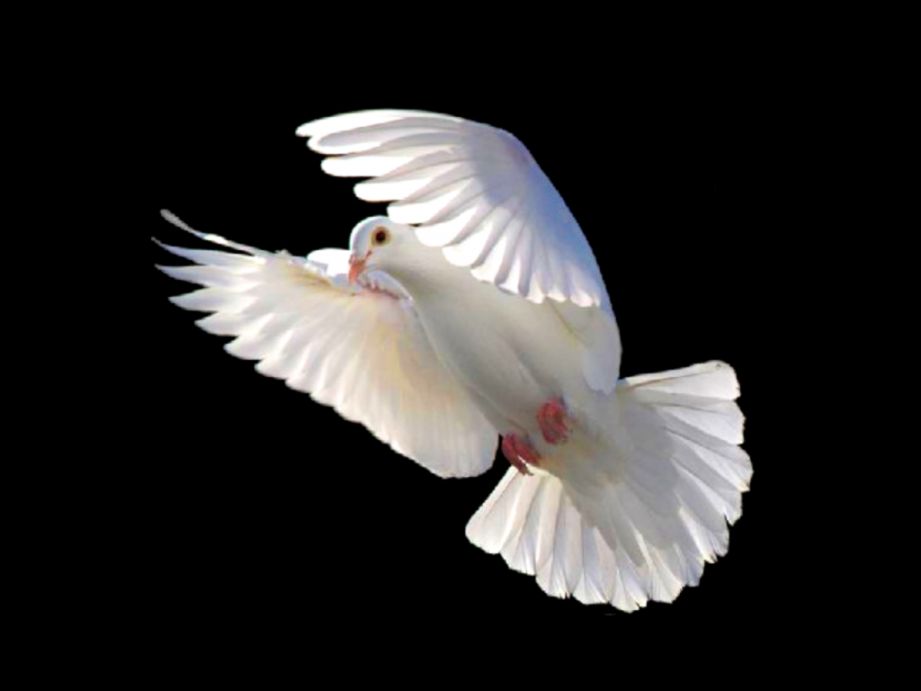 Flying Bird Wallpaper 365 funny pics Flying Bird Wallpaper 365 funny pics