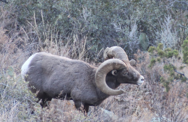 Rocky+Mtn+Bighorn+Sheep+Photos+in+Unit+6A+with+Jay+Scott+Outdoors+2.jpg