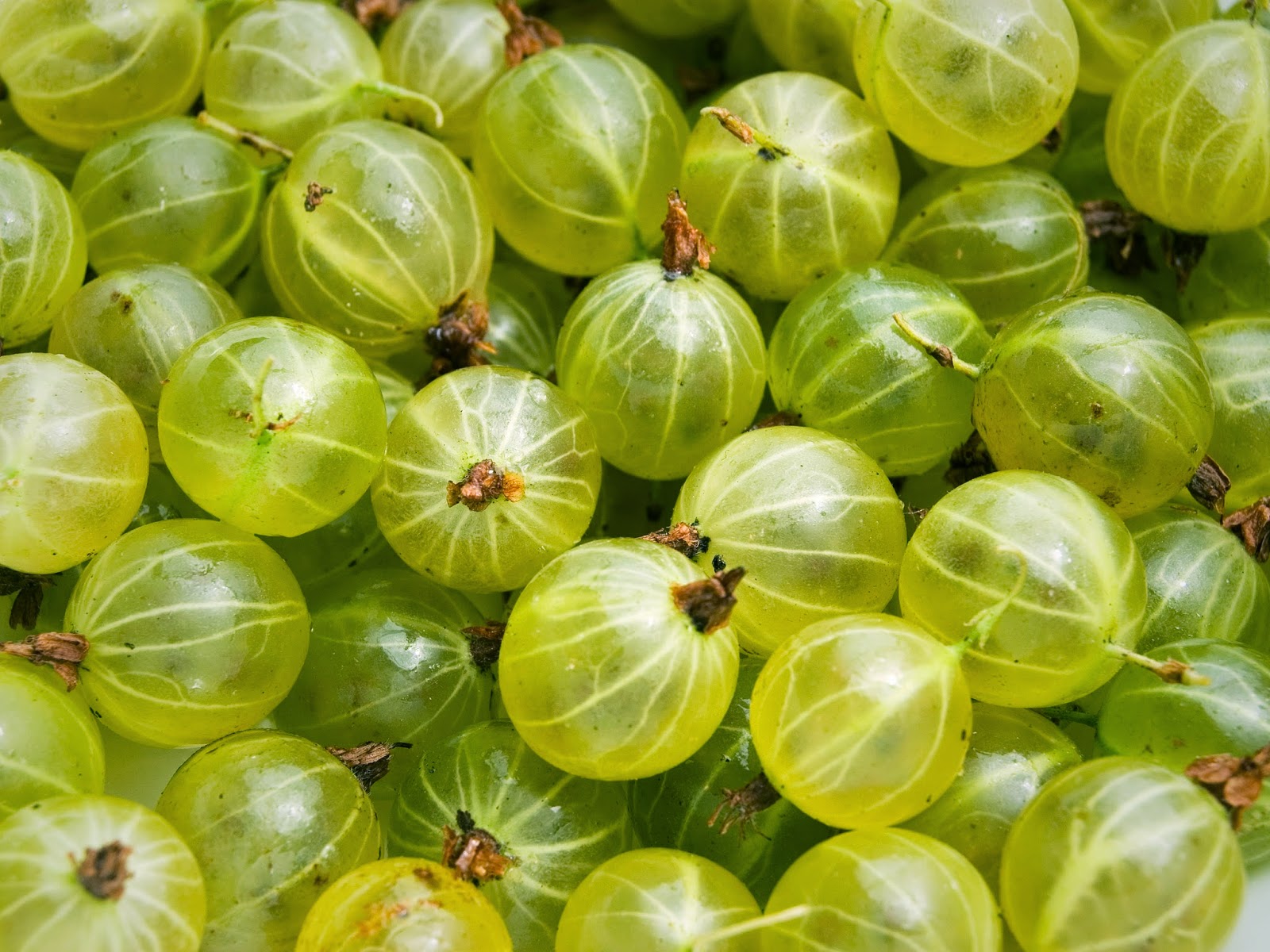 Gooseberries.jpg