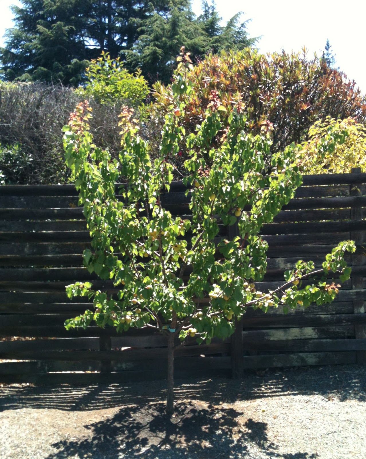 Blenheim Apricot Tree