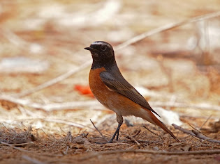 common redstart