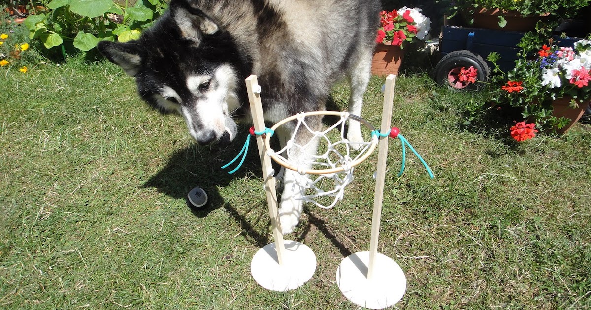 Achtung wild! Immer tierisch was los&hellip; Wie bringt man einem Hund das