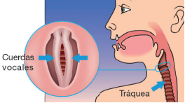La tensión de las cuerdas vocales muestran síntomas parecidos al asma.