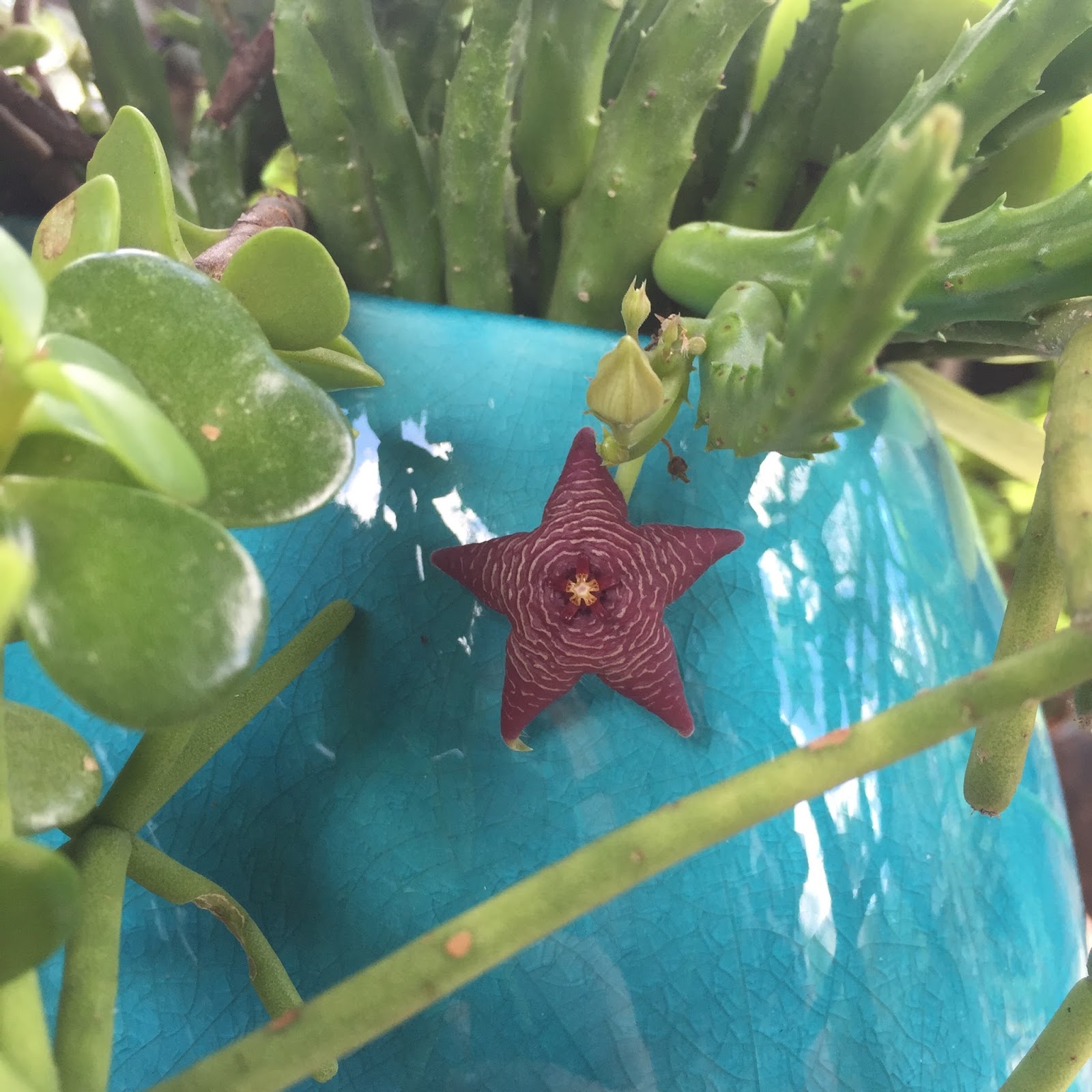 Stapelia is a Succulent NOT a Cactus