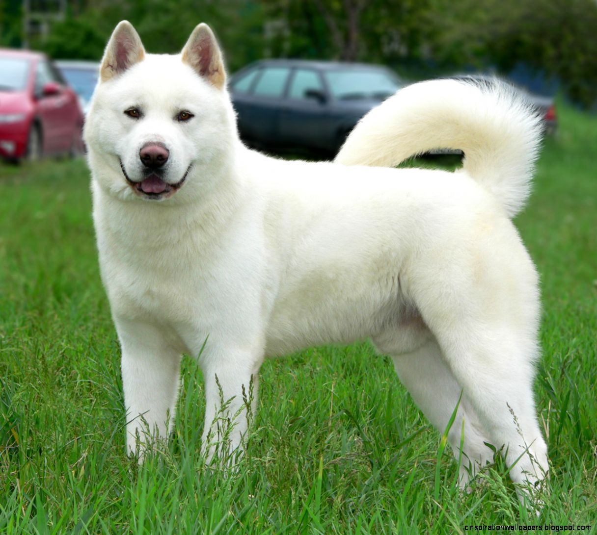 White Akita Puppy White Akita Puppy
