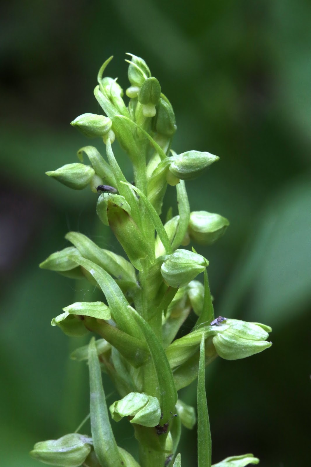 Native Orchids of the Pacific Northwest and the Canadian Rockies