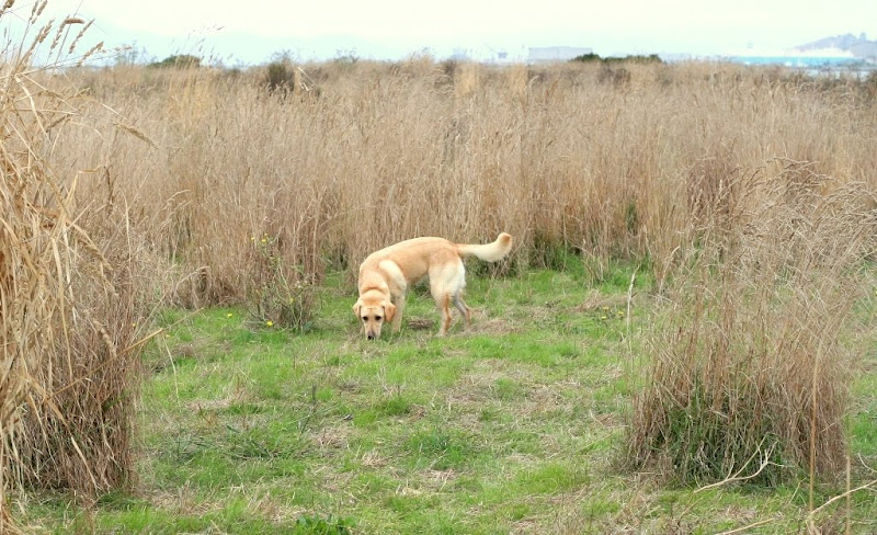 cabana in a field of very tall dried grass, sniffing the ground as she walks along