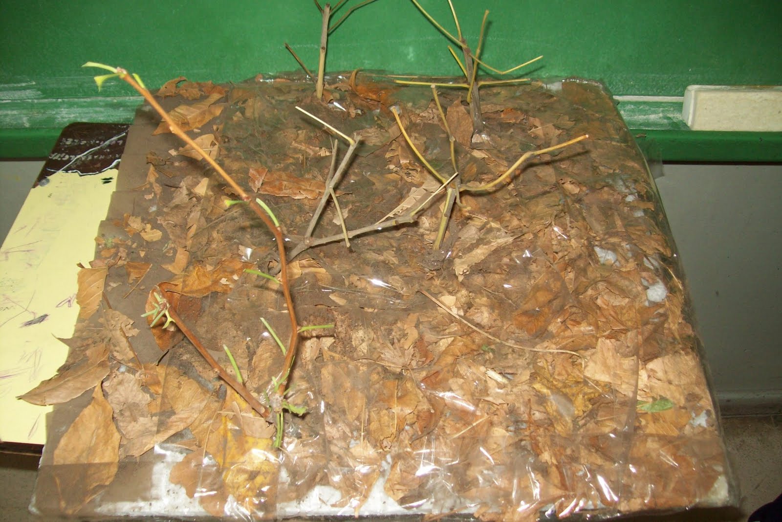 Bitcora De Sexto Problemas Ambientales | maqueta sobre la fotosintesis apexwallpapers com Bitcora De Sexto Problemas Ambientales | maqueta sobre la fotosintesis apexwallpapers com