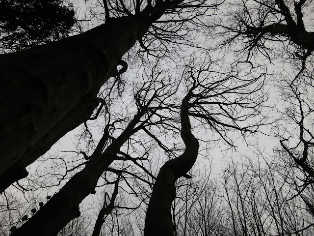 Silhouettes of sycamores in winter with ivy climbing