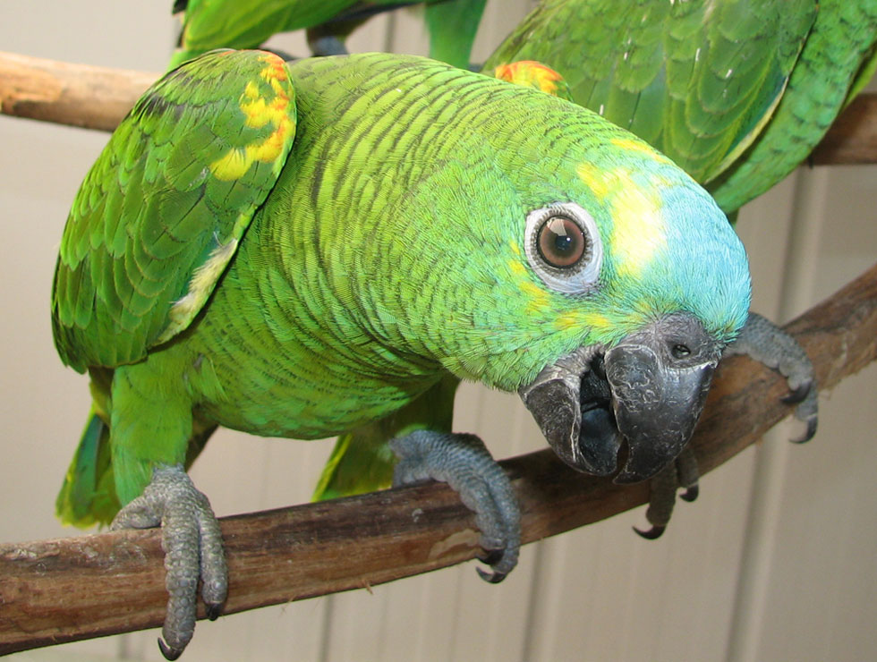 parrots world Bluefronted Amazon