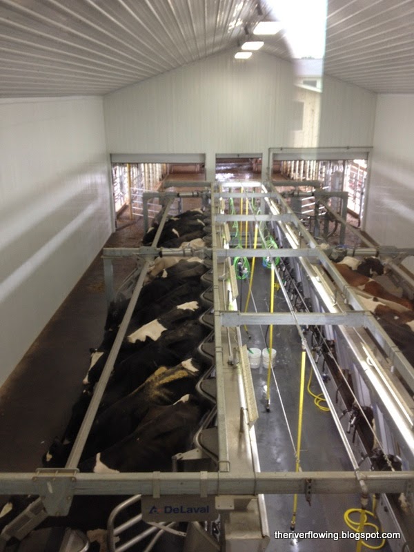 The River On the Road Friday Marieke Gouda Holland's Family Cheese