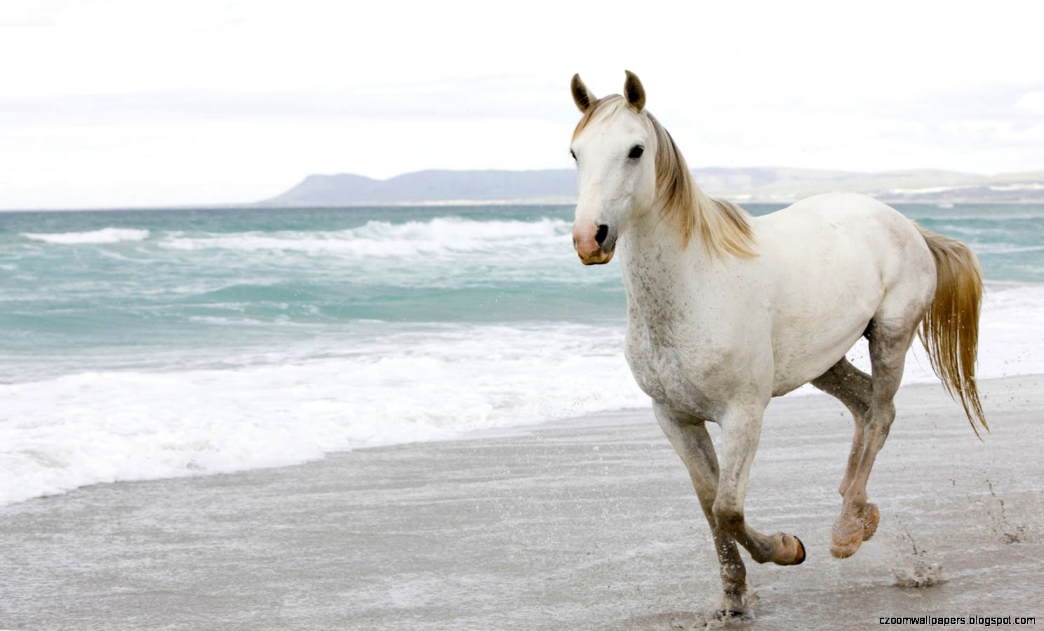 15 Beautiful HD Horse Wallpapers 15 Beautiful HD Horse Wallpapers