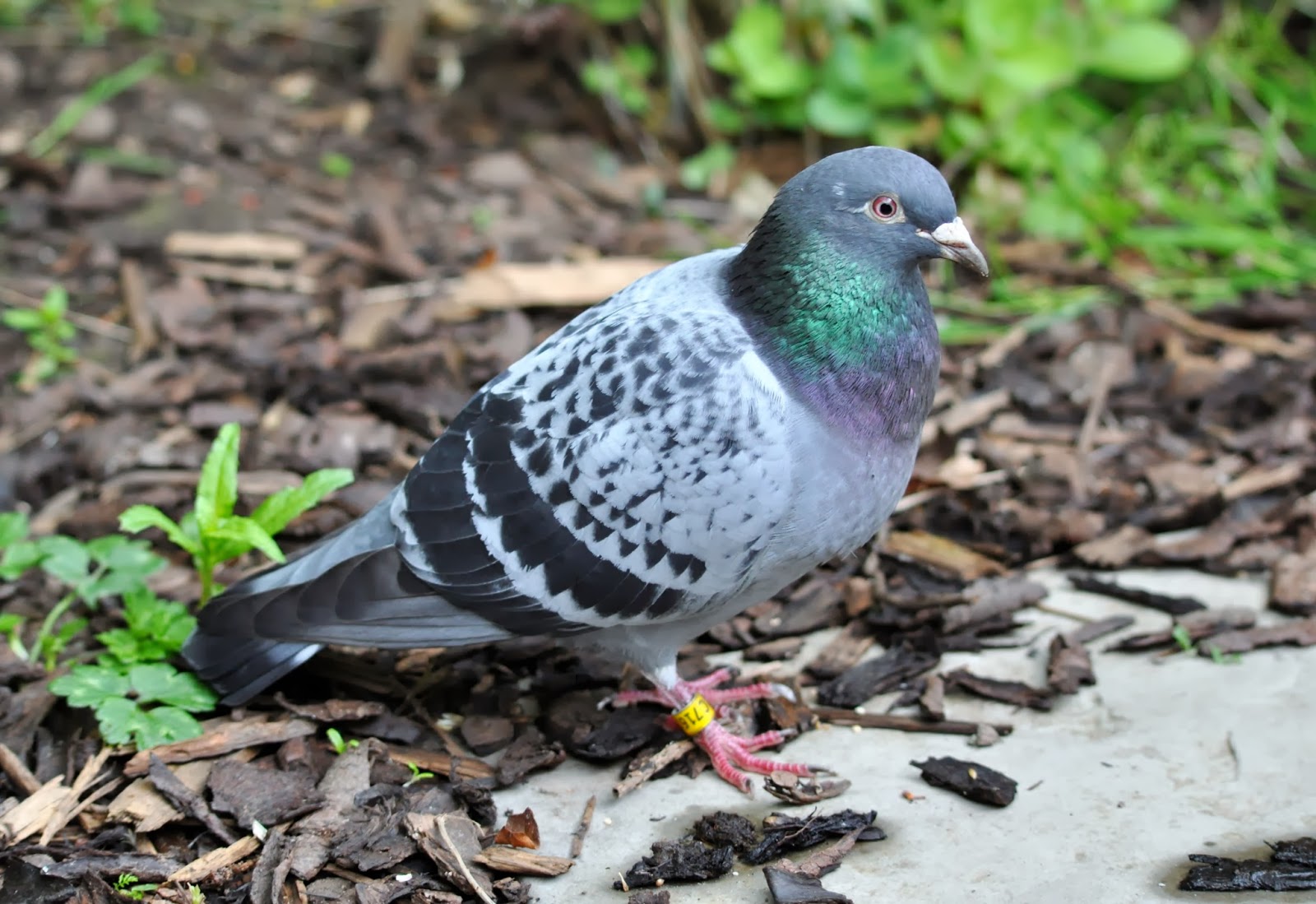 rambles with a camera Some of the Homing Pigeons I have come across on