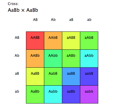Biology- Chinook Academy (Kemper): Punnett Square Calculator & other