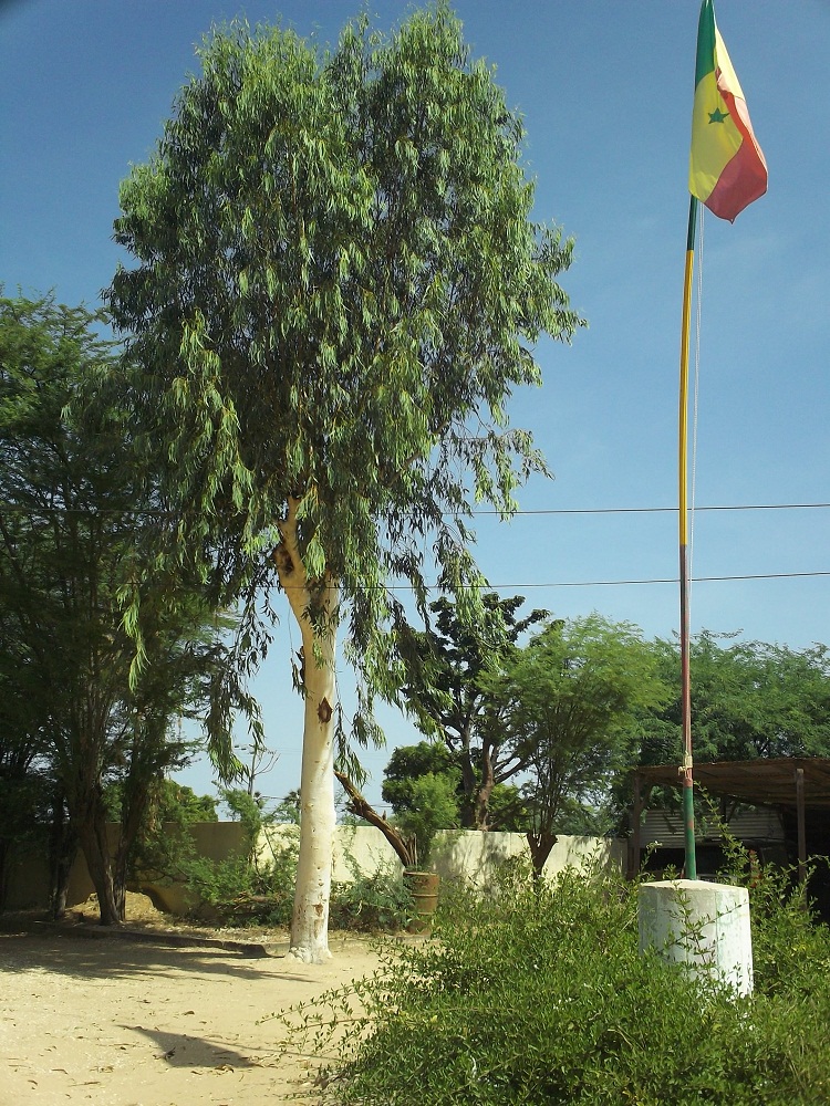 Julie au Sénégal Festival de Foundiougne