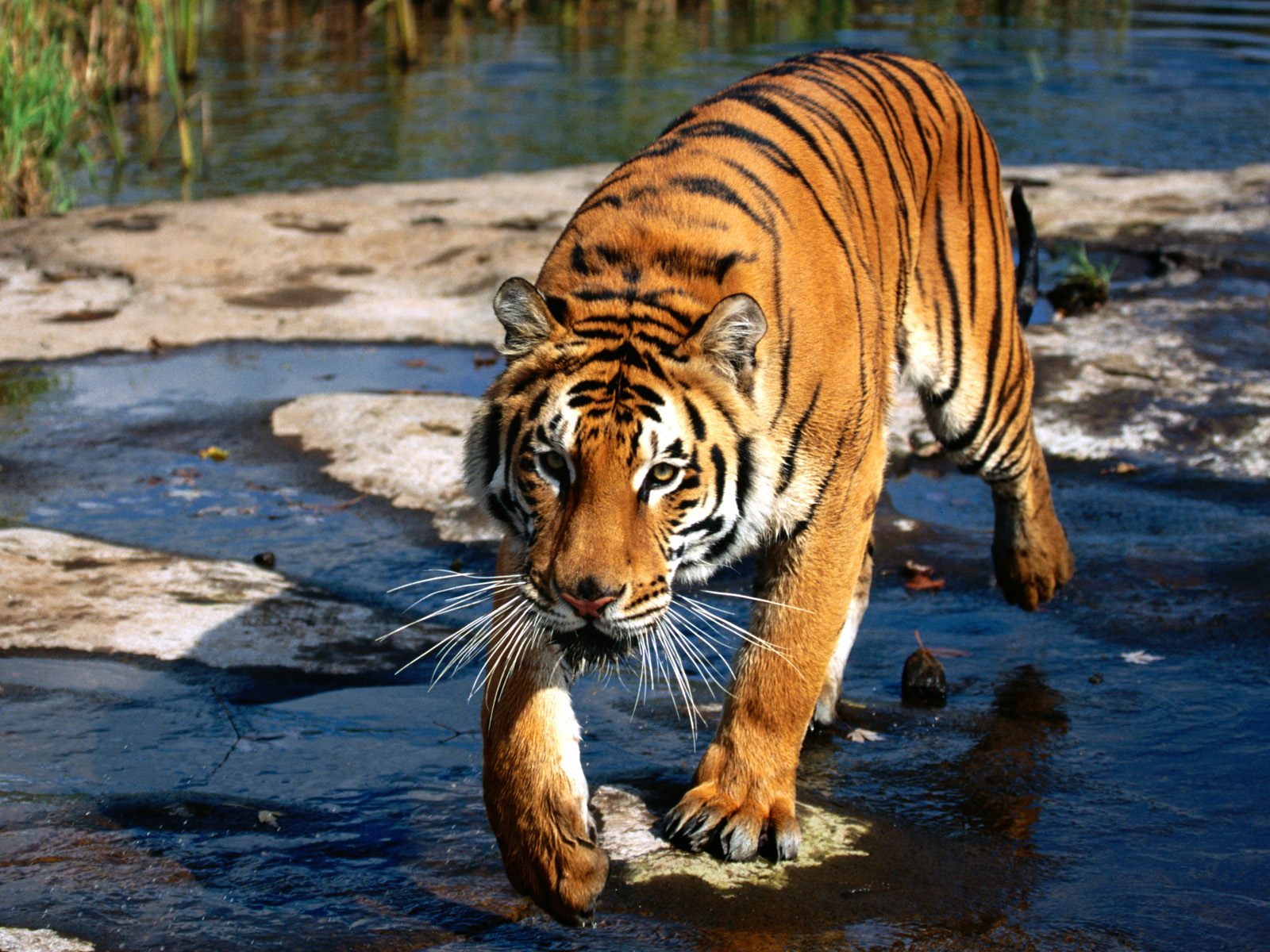 The Bengal Tiger [1973]