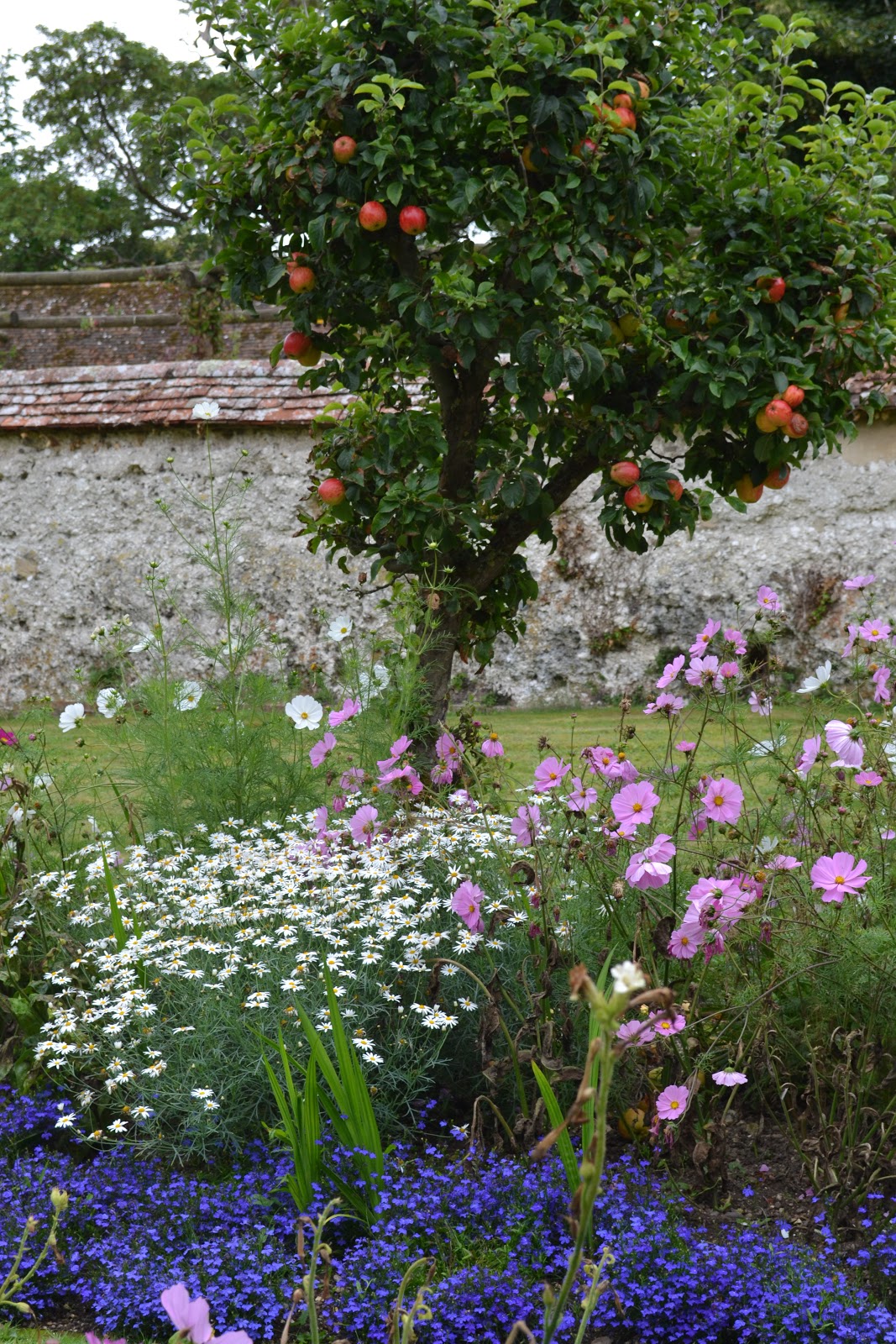 Cosmos Family Friendly Plants Kidsinthegarden