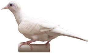 Burung Perkutut Burung Perkutut