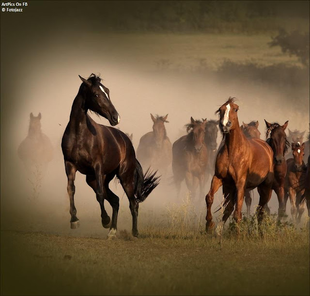  Fotojazz photography horses  