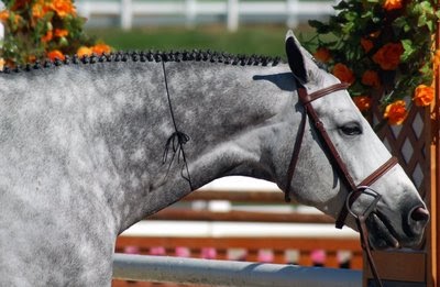 hunter braids mane trakehner eventing horse braiding thirty