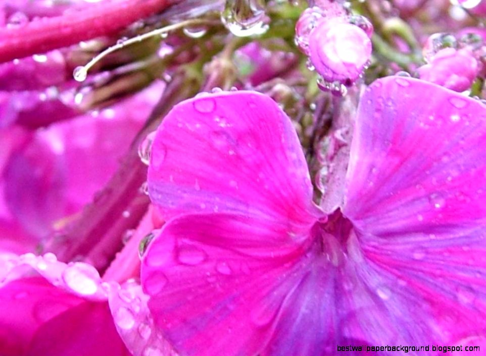 Wet Flowers after rain screensaver and wallpaper manager Download and Wet Flowers after rain screensaver and wallpaper manager Download and