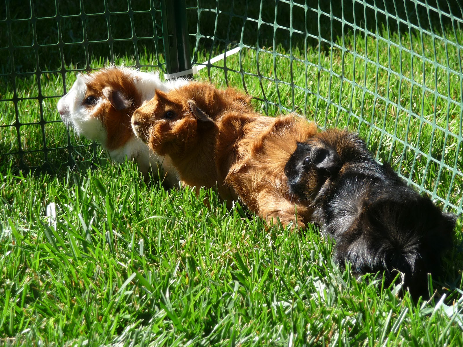 What a Zoo Guinea pigs and mites
