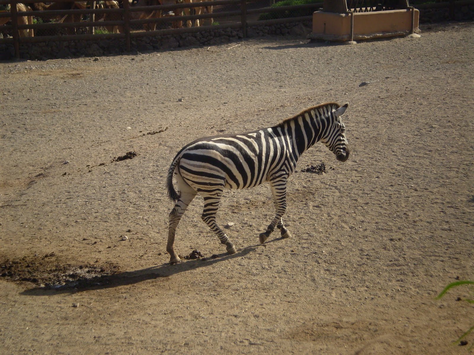 Joel kontinen New Research Stripes Protect Zebras From Horseflies