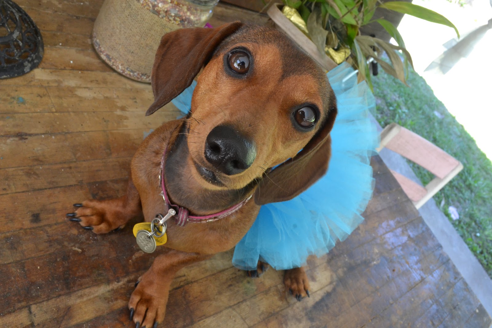 1000+ images about Dachshunds-Dress Up on Pinterest | Dachshund, Dogs
