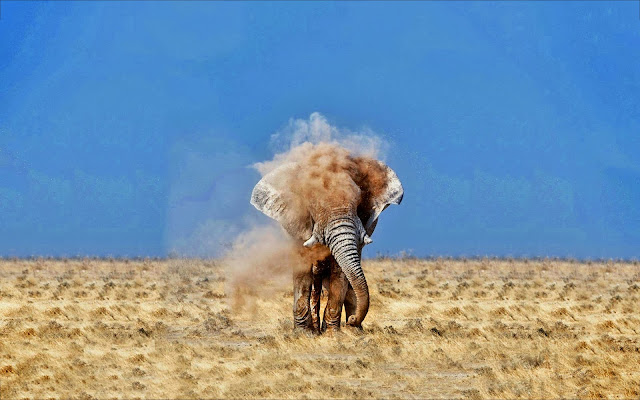 Dusty Elephant