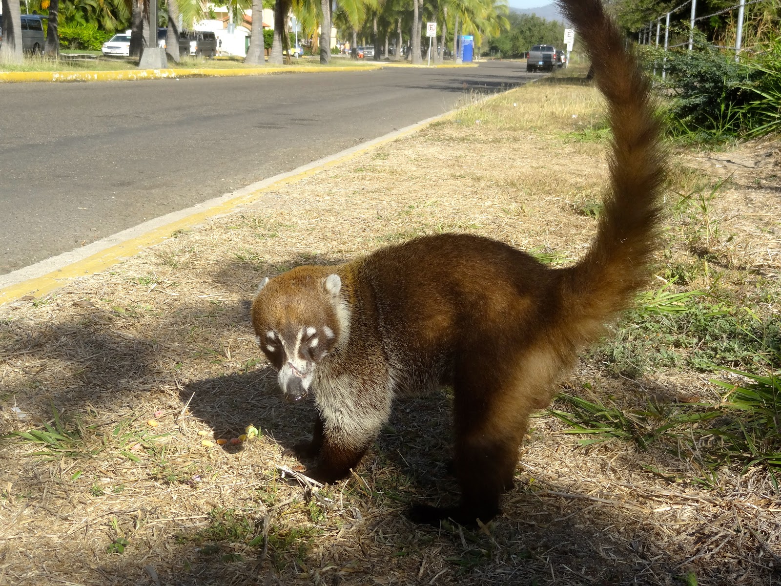 What is a Coati? (Your Guide to the Mexican Tejon “Raccoon”)