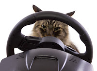 Cat Driving Car