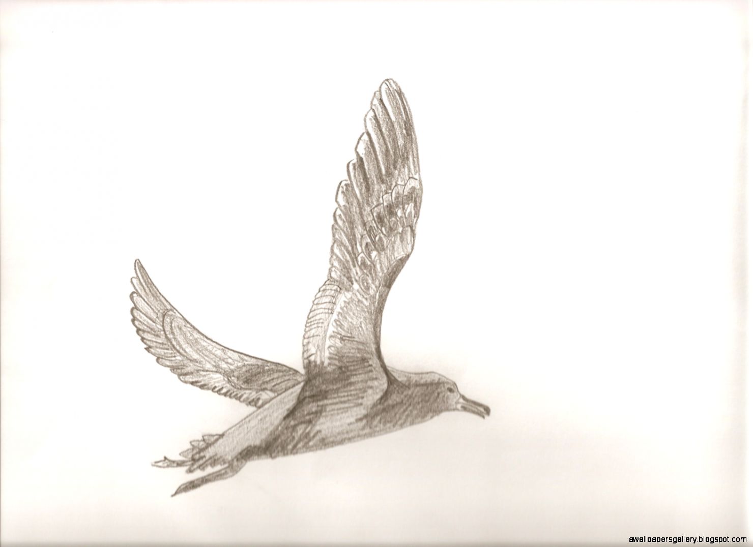 corone Avian Surroundings corone Avian Surroundings